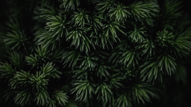 Pine tree close up green free wallpaper - medium preview image