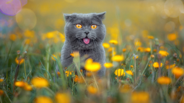 Cat flower field autumn blurry free wallpaper - medium preview image