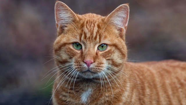 Cat green eyes closeup portrait #2 free wallpaper - medium preview image