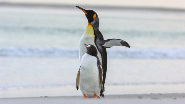 Penguins beach ocean blue sky free wallpaper - medium preview image