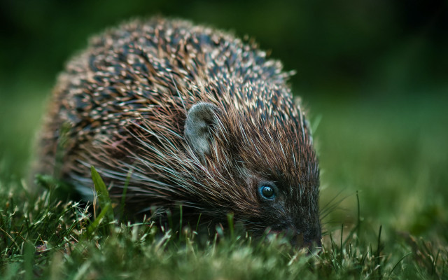 Porcupine grass nature blurry depth free wallpaper - medium preview image