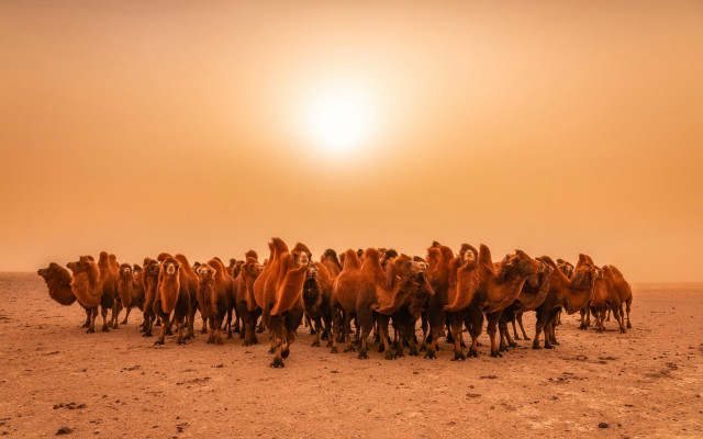 Desert camels sunset jigsaw explosion free wallpaper - medium preview image