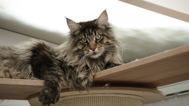 Cat shelf serious stare arts free wallpaper - medium preview image