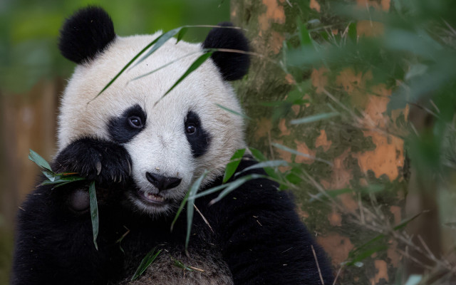 Panda eating bamboo zoo forest free wallpaper - medium preview image
