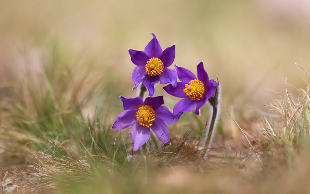 Purple flower grass nature macro free wallpaper - medium preview image