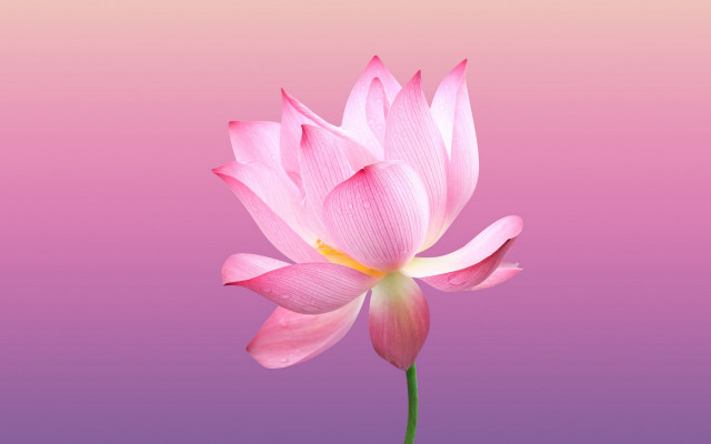 Pink flower gradient bloom 3d free wallpaper - medium preview image