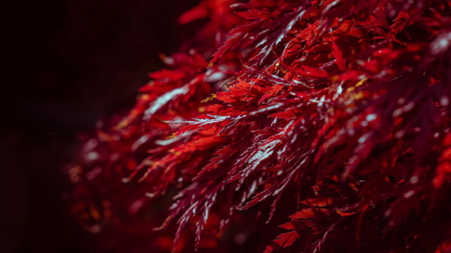 Red tree autumn leaves maple free wallpaper - medium preview image
