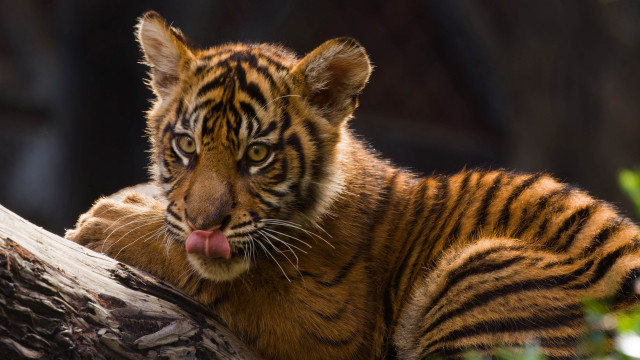 Tiger tree trunk tongue open free wallpaper - medium preview image