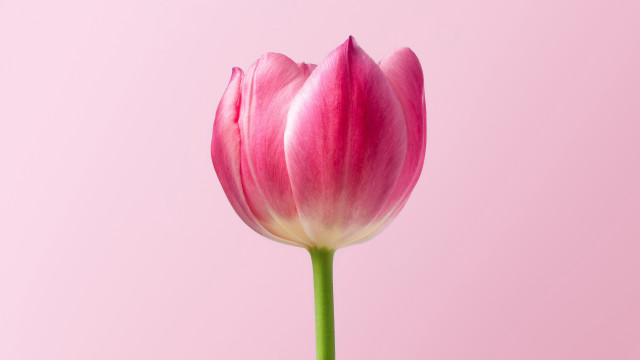 Pink flower green stem minimalist free wallpaper - medium preview image