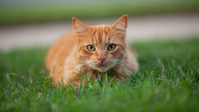 Sad cat in grass outdoor free wallpaper - medium preview image