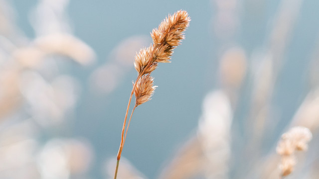 Sunflower macro plant blurry background free wallpaper - medium preview image