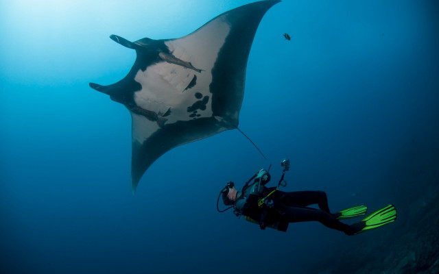 Manta ray scuba diver rayonism free wallpaper - medium preview image
