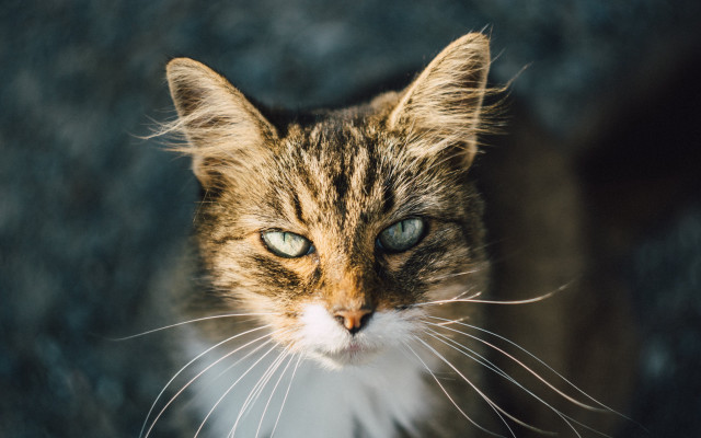 Cat white whiskers blue eye free wallpaper - medium preview image