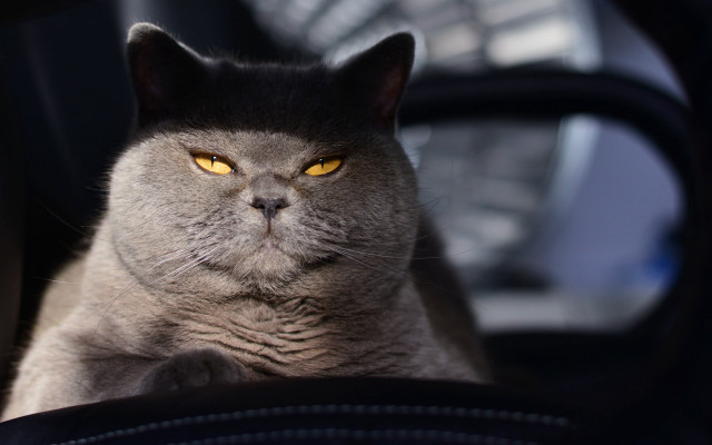 Black cat regal yellow eyes #2 free wallpaper - medium preview image