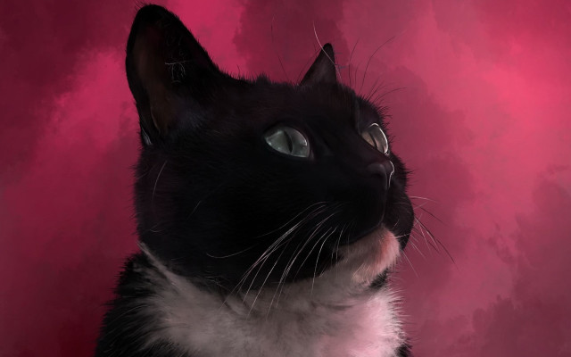 Black white cat pink background #2 free wallpaper - medium preview image