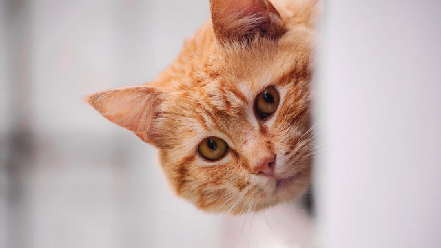 Cat mirror reflection animal photo free wallpaper - medium preview image