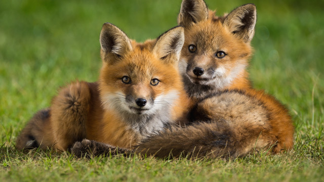 Sad foxes laying grass blurry free wallpaper - medium preview image