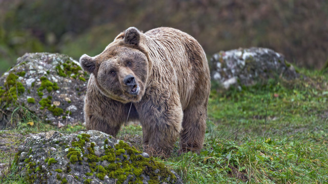 Brown bear walking grassy field #2 free wallpaper - medium preview image