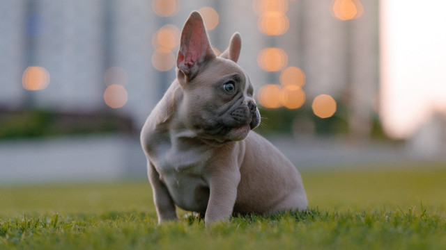 Small dog grass building lights free wallpaper - medium preview image