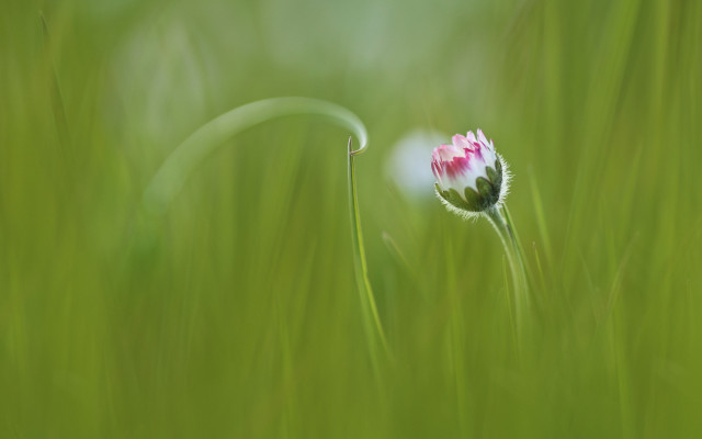 Pink white flower grassy field free wallpaper - medium preview image
