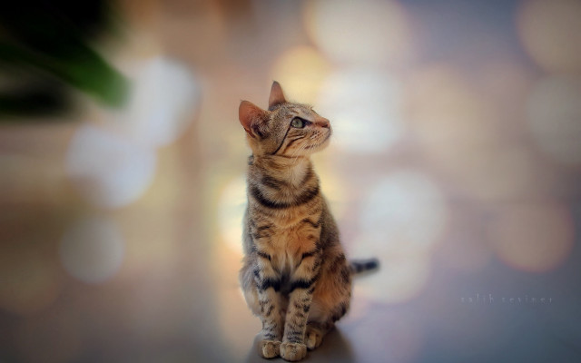 Cat table looking up bokeh free wallpaper for desktop - medium preview image