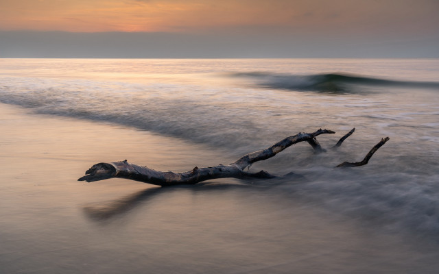 Dead tree beach waves sunset free wallpaper - medium preview image