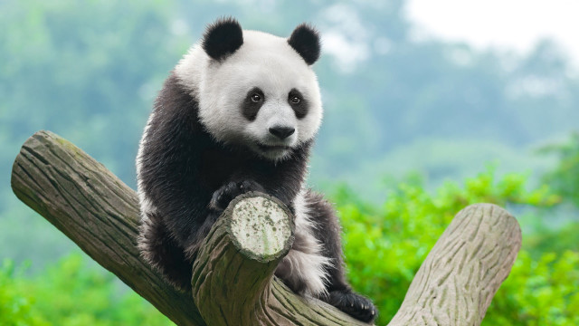 Panda forest nature wildlife photography free wallpaper - medium preview image