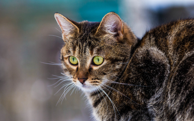 Cat green eyes looking distant free wallpaper - medium preview image