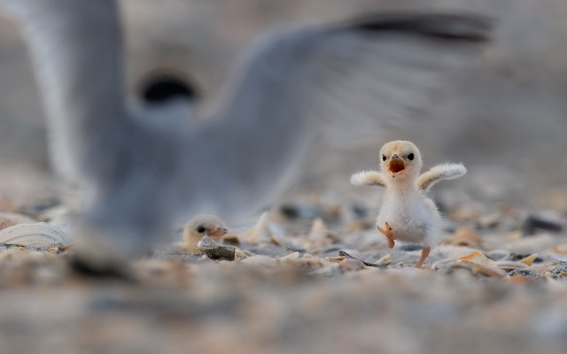 Birds beach flying explosion military free wallpaper - medium preview image