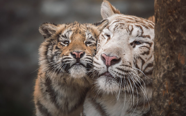 White tiger cubs photorealistic wildlife free wallpaper - medium preview image