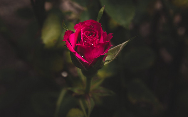 Red rose water droplets blurry #7 free wallpaper - medium preview image
