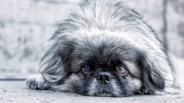 Sad small dog blue eyes free wallpaper - medium preview image