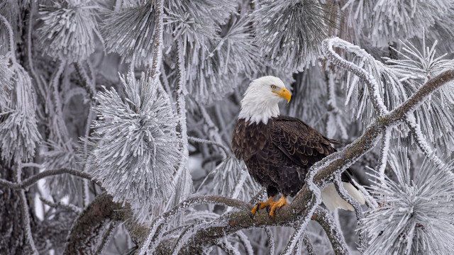 Bald eagle ice frost majesty free wallpaper - medium preview image