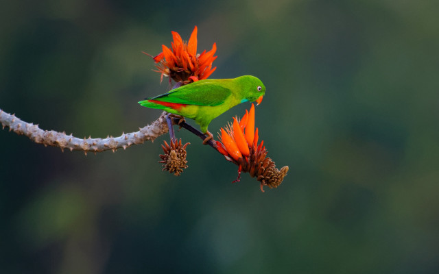Green bird branch orange flowers free wallpaper - medium preview image