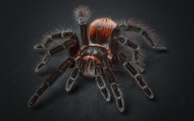 Red spider closeup black background free wallpaper - medium preview image
