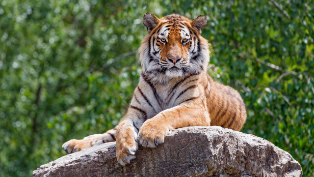 Tiger sitting on rock nature free wallpaper - medium preview image