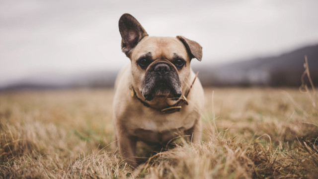 Sad dog field tallgrass portrait free wallpaper - medium preview image