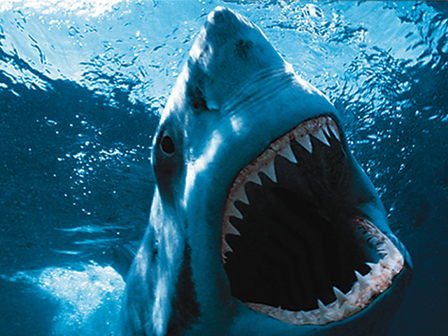 Shark mouth open teeth water #2 free wallpaper - medium preview image