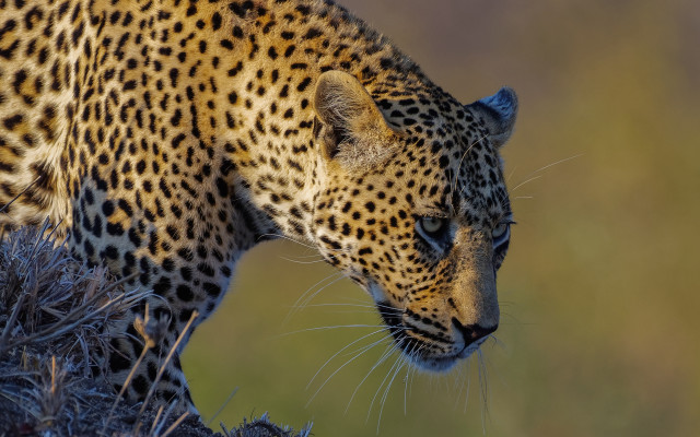 Leopard walking grassy hill wildlife free wallpaper - medium preview image