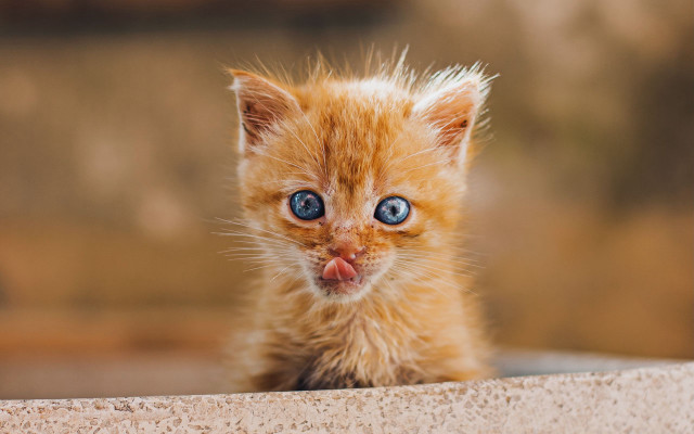 Orange kitten wall blue eyes free wallpaper - medium preview image