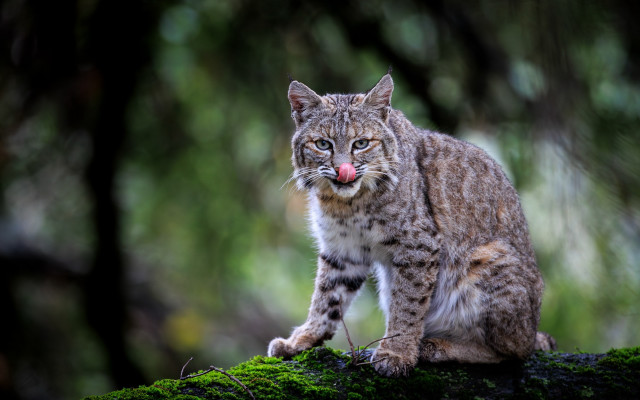 Cat tongue out mossy log free wallpaper - medium preview image