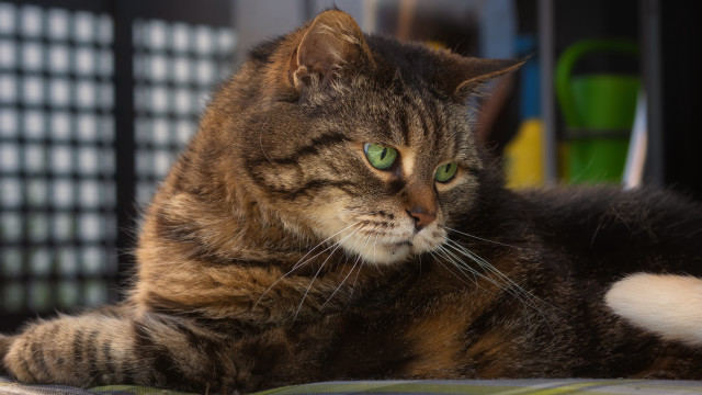 Cat green eyes blurry fence free wallpaper - medium preview image