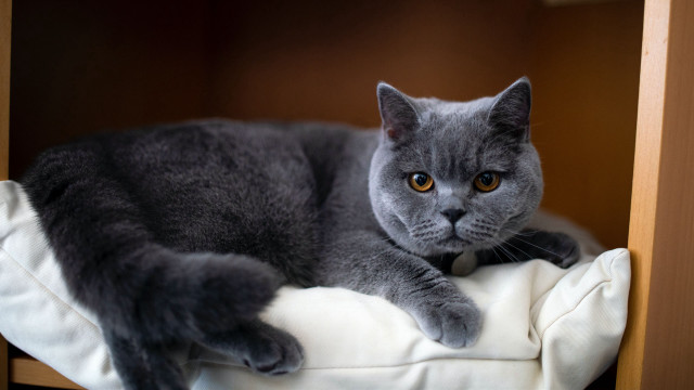Gray cat white pillow shelf free wallpaper - medium preview image