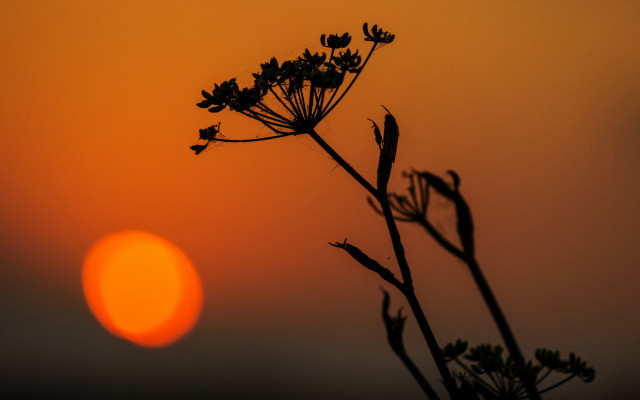 Sunset plant bamboo moon branch free wallpaper - medium preview image