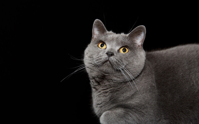 Gray cat yellow eyes portrait free wallpaper - medium preview image