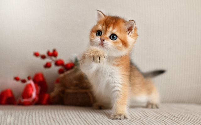 Kitten red object white wall free wallpaper - medium preview image