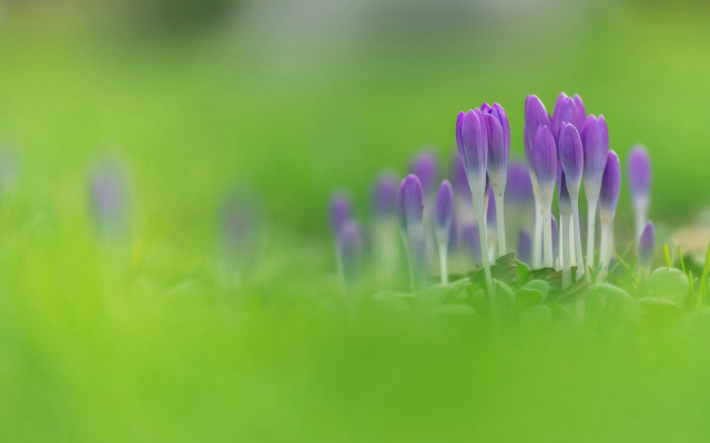 Purple flower macro grass nature free wallpaper - medium preview image