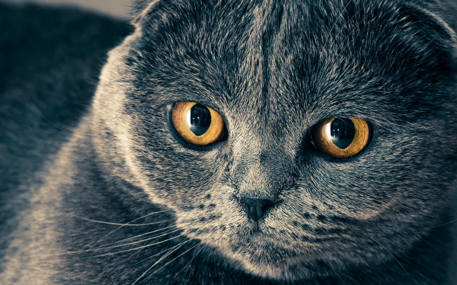 Cat yellow eyes serious macro free wallpaper - medium preview image