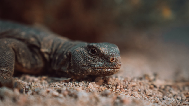 Sumatran lizard macro animal photography free wallpaper - medium preview image