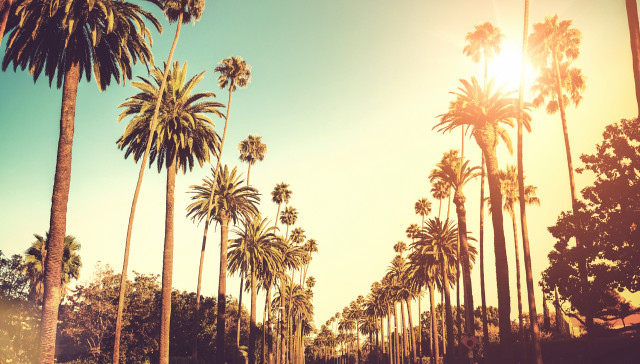 Palm tree lined street sunshine free wallpaper - medium preview image